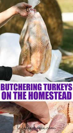 a person holding a bag of turkeys on top of a table with text overlay that reads butchering turkeys on the homestead