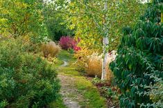 the path is surrounded by trees and shrubs