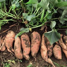 several carrots that have been dug in the ground with green leaves on top of them