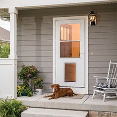 a brown dog sitting on the front steps of a house next to a white chair