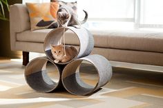 a cat sitting on top of three metal tubes in the middle of a living room