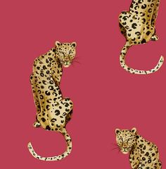 three leopards are standing on their hind legs and facing opposite directions, one is sitting down