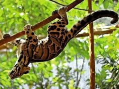 a leopard like animal hanging from a tree branch with its head down and tail up