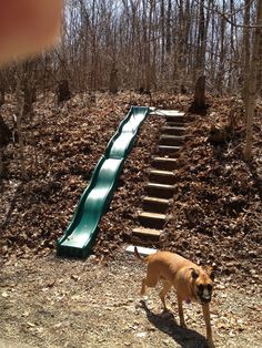 a dog is standing in front of a slide that has been built into the ground