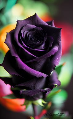 a purple rose with green leaves in the background