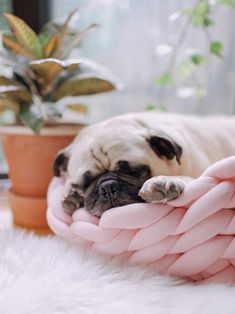 a small pug dog laying on top of a pink blanket next to a potted plant