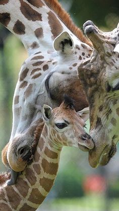 two giraffes with their heads touching each other