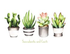 three potted plants with succulents and cacti