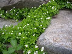 small white flowers growing between large rocks in the grass and on top of them are green leaves