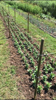 rows of green plants growing in the ground next to a wire fence and grass field