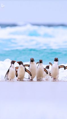 a group of penguins walking along the beach