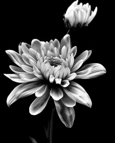 black and white photograph of two large flowers