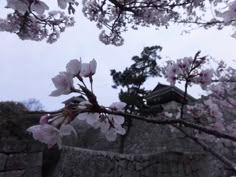 some pink flowers on a tree branch in front of a stone wall