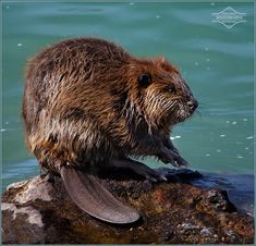 an animal that is standing on some rocks in the water with it's mouth open