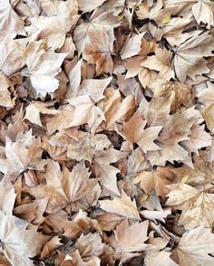 many brown leaves are scattered on the ground