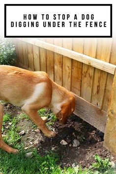 a dog digging under the fence with its head in the ground and text overlaying it