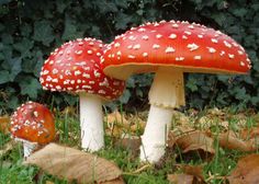 three mushrooms are sitting on the grass in front of some bushes and shrubbery, one is red with white speckles