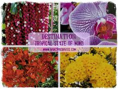 four different types of flowers with the title destination on tropical state of mind