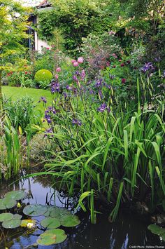 the pond is full of water lilies and purple flowers in it's garden