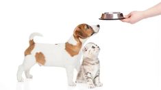 a person feeding a dog and cat food out of a silver dish on a white background