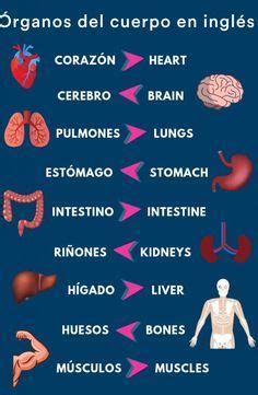 the human body and its organ systems are labeled in this diagram, which shows the major organs