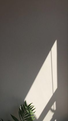 a potted plant sitting next to a white wall