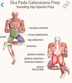 the muscles are labeled in this diagram