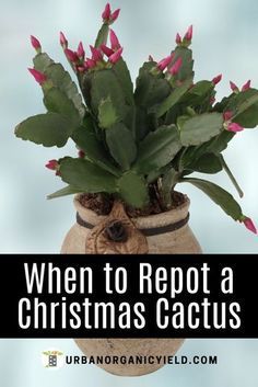 a potted plant with pink flowers in it and the words when to report a christmas cactus