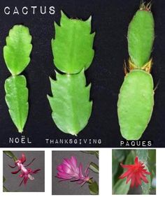 four different types of flowers and leaves with captions in english, french or spanish