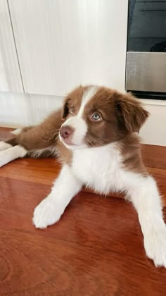 a brown and white dog laying on top of a wooden floor next to a microwave oven