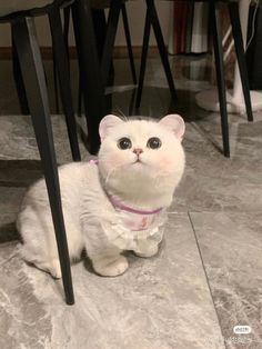 a white cat wearing a pink collar sitting under a table