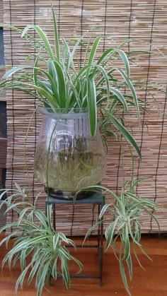 a glass vase filled with water and plants on top of a wooden floor next to a bamboo wall