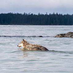 a wolf is swimming in the water near some rocks and trees on the other side