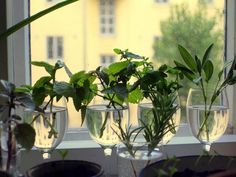 some plants are growing in wine glasses on a windowsill