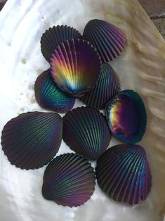 six seashells are sitting on top of a marble slab, with iridescent colors