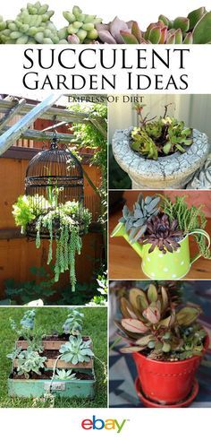 succulent garden ideas for the outdoors