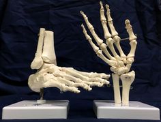 there are two different types of bones on display