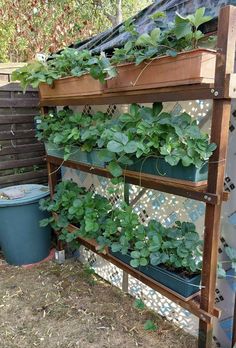 a wooden shelf filled with lots of green plants