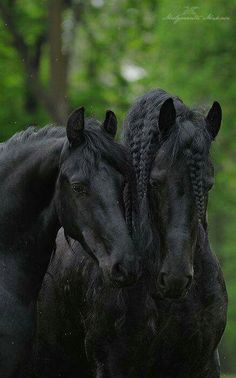 two black horses standing next to each other