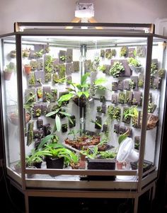 a display case filled with lots of plants