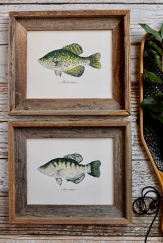 two framed pictures of fish are sitting on a table next to a brush and scissors