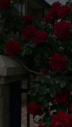 red roses growing on the side of a building