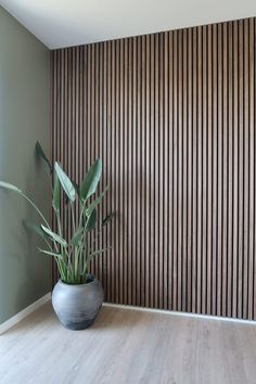 a potted plant sitting on top of a hard wood floor next to a wall