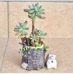 a small potted plant sitting on top of a counter next to a toy hedgehog