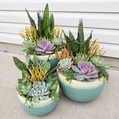 three potted succulents are sitting on the ground next to each other