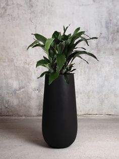 a plant in a black vase sitting on the floor next to a concrete wall,