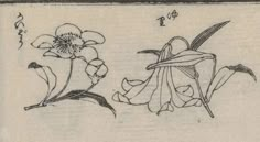 a drawing of two flowers on a piece of paper with chinese characters in the background