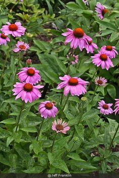 purple flowers with red centers in the middle of some green leaves and plants behind them