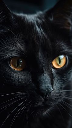 a black cat with yellow eyes looking at the camera