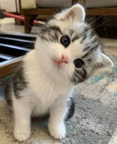 a small kitten sitting on top of a carpet next to a table and looking at the camera